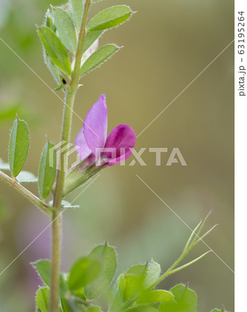 春の野のヤハズエンドウ 63195264