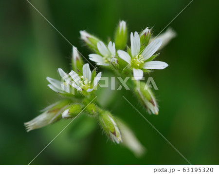 春の野の小さなオランダミミナグサ 春の野の小さなオランダミミナグサ 63195320