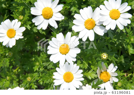 マーガレット 63196081