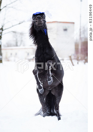 Black pony in manege at winter day Black pony in manege at winter day 63196449