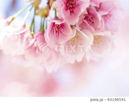 さくら・アップ 63196541