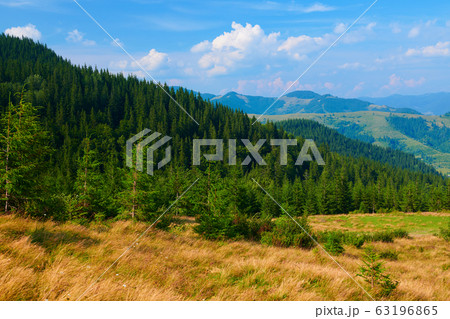 wild nature, summer landscape in carpathian 63196865