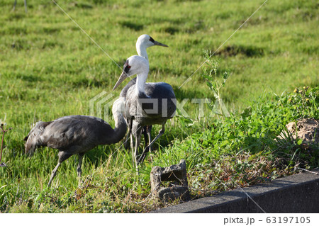 ツル、ナベヅル 63197105