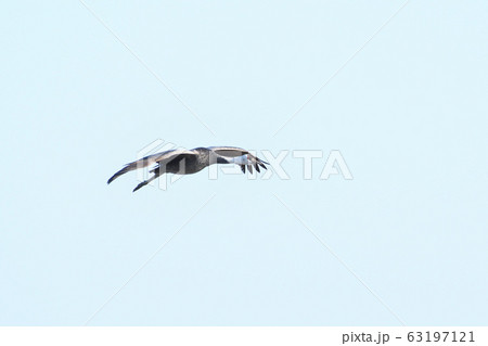 ツル、ナベヅル 63197121