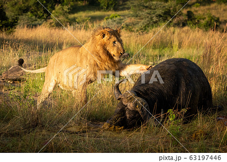 Male lion paws carcase of Cape buffalo Male lion paws carcase of Cape buffalo 63197446