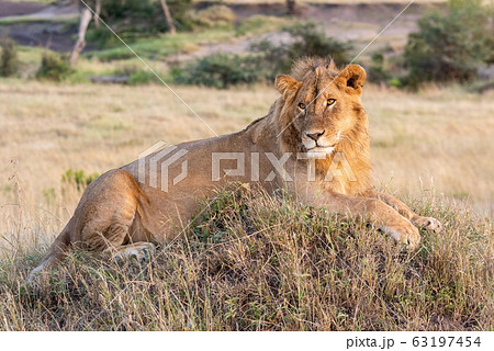 Male lion lying on mound in grass 63197454