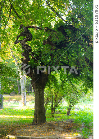 Big green tree in the public park. Beautiful 63197901