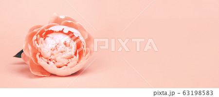 Peony flower on orange background Peony flower on orange background 63198583