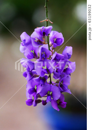 植物写真　熱帯植物のハーデンベルギア　温室の花　マメ科植物 63199032