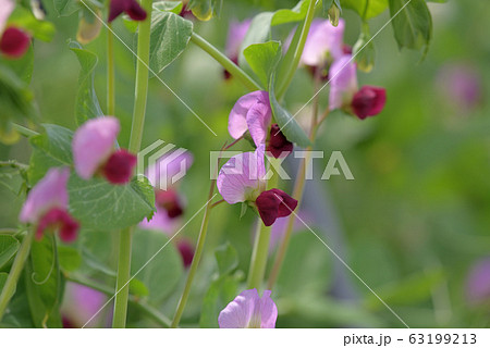 ピンク色のエンドウ豆の花の写真素材