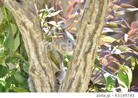 コアラの赤ちゃん コアラの赤ちゃん 63199783