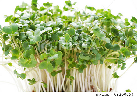 ブロッコリースプラウト 63200054