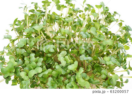 ブロッコリースプラウト 63200057