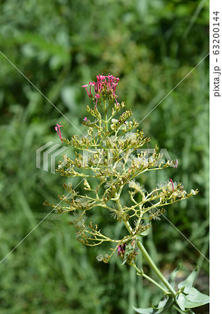 Red valerian 63200144