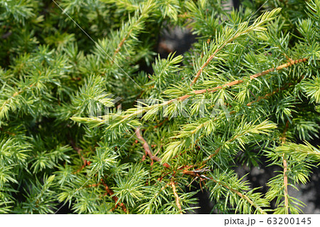 Shore Juniper Schlager Shore Juniper Schlager 63200145