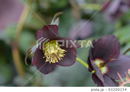 Lenten rose Lucy 63200154