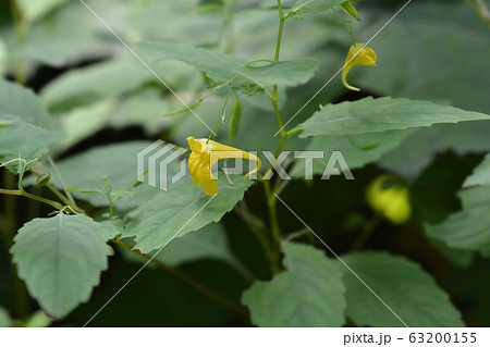 Touch-me-not balsam 63200155