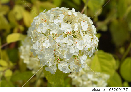 Smooth hydrangea Annabelle 63200177