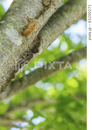 セミの抜け殻 63200271