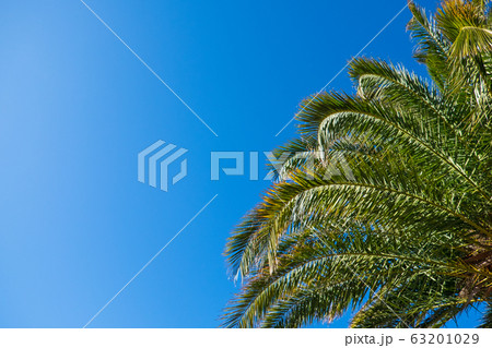 Date palm leaves in sunshine on clear cloudless Date palm leaves in sunshine on clear cloudless 63201029