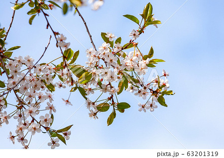 Cherry blossom close-up. Branches in bloom Cherry blossom close-up. Branches in bloom 63201319