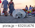 Sick old dog wearing a translucent flexible plastic protective collar. 63201676