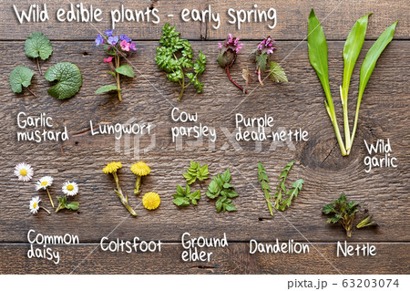 Wild garlic, lungwort, nettle, coltsfoot and other medicinal herbs and wild edible plants, with inscriptions 63203074