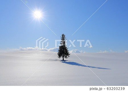 クリスマスツリーの木－冬 63203239