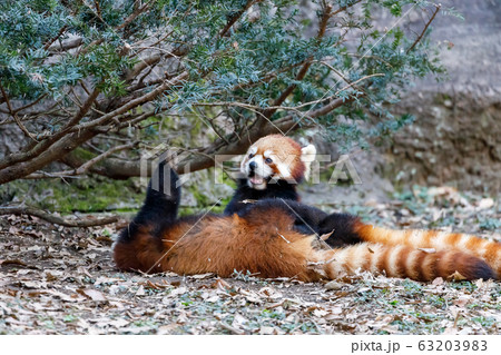 レッサーパンダ 多摩動物公園 レッサーパンダ 多摩動物公園 63203983