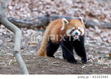 レッサーパンダ 多摩動物公園 レッサーパンダ 多摩動物公園 63203984