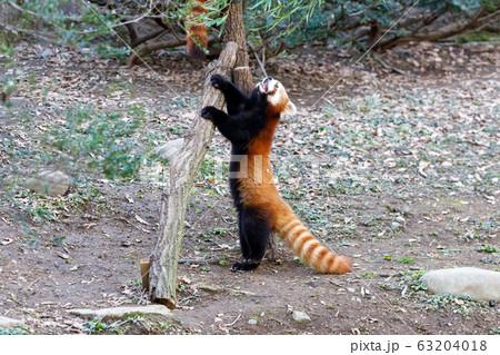 レッサーパンダ 多摩動物公園 63204018