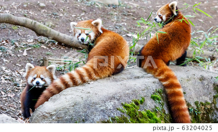 レッサーパンダ 多摩動物公園 63204025