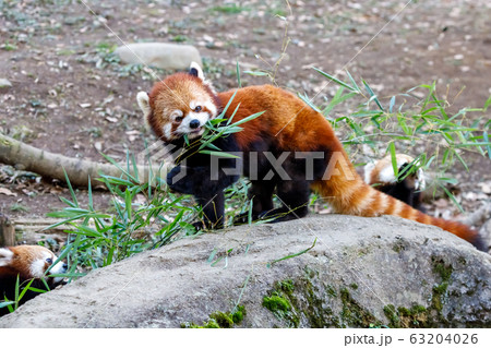 レッサーパンダ 多摩動物公園 63204026