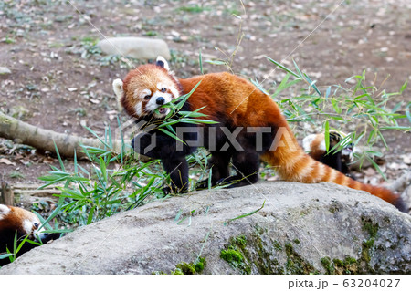 レッサーパンダ 多摩動物公園 63204027