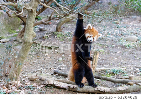 レッサーパンダ 多摩動物公園 63204029