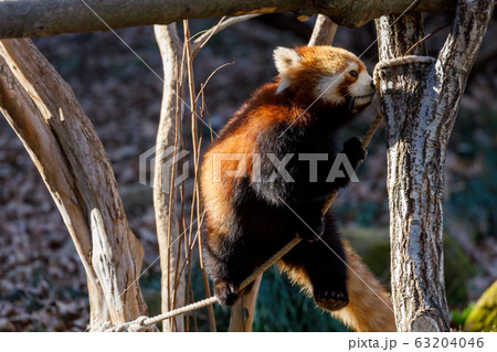 レッサーパンダ 多摩動物公園 63204046
