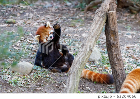 レッサーパンダ 多摩動物公園 63204066