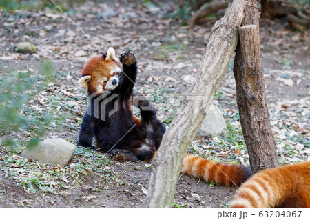 レッサーパンダ 多摩動物公園 レッサーパンダ 多摩動物公園 63204067
