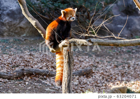 レッサーパンダ 多摩動物公園 63204071