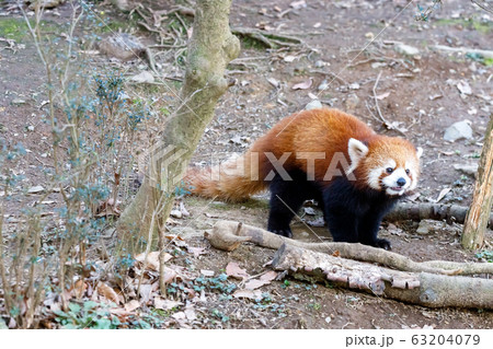 レッサーパンダ 多摩動物公園 63204079