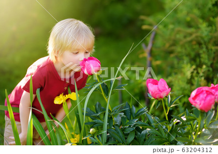 Cute little boy is smelling purple peonies  63204312