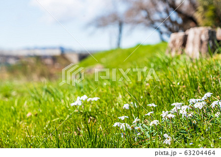 ハナニラが咲く春の風景 63204464