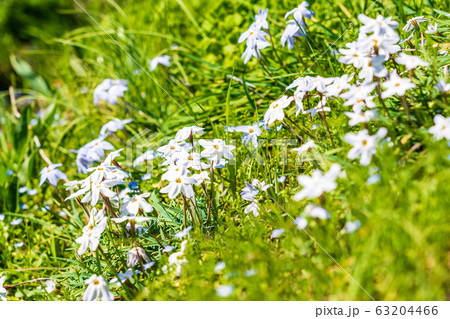 ハナニラが咲く春の風景 63204466