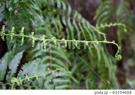ウラジロの新芽 63204608