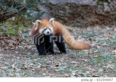 レッサーパンダ 多摩動物公園 63204697