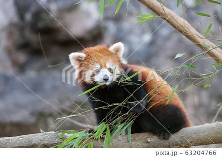 レッサーパンダ 多摩動物公園 63204766