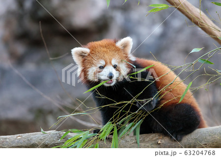 レッサーパンダ 多摩動物公園 63204768