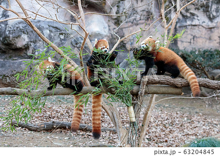 レッサーパンダ 多摩動物公園 レッサーパンダ 多摩動物公園 63204845