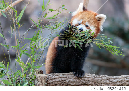レッサーパンダ 多摩動物公園 レッサーパンダ 多摩動物公園 63204846