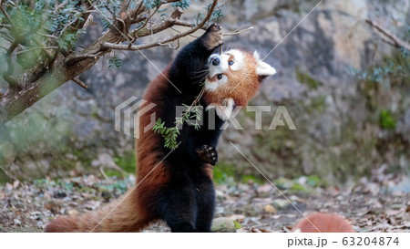 レッサーパンダ 多摩動物公園 レッサーパンダ 多摩動物公園 63204874